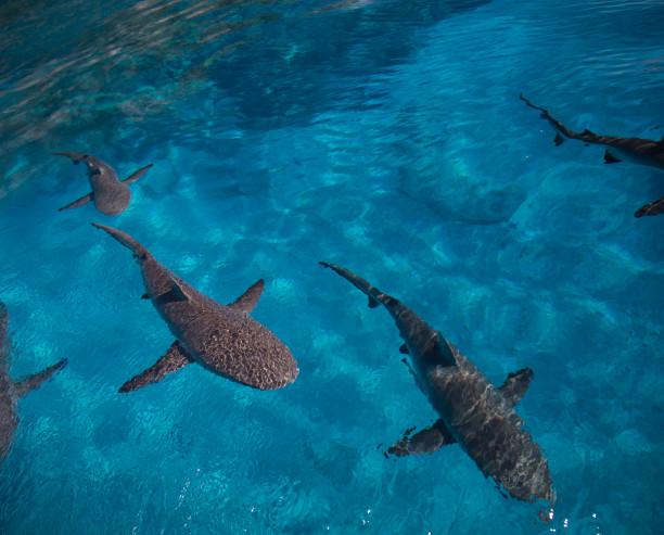 Nurserie de la Passe aux requins Nurserie de la Passe aux requins