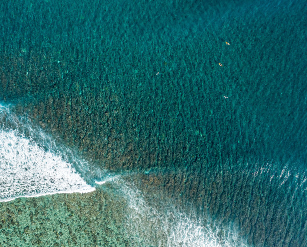 Surf Surf