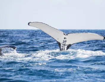 Baleines à bosse
